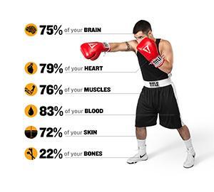 The Anatomy of a Boxer